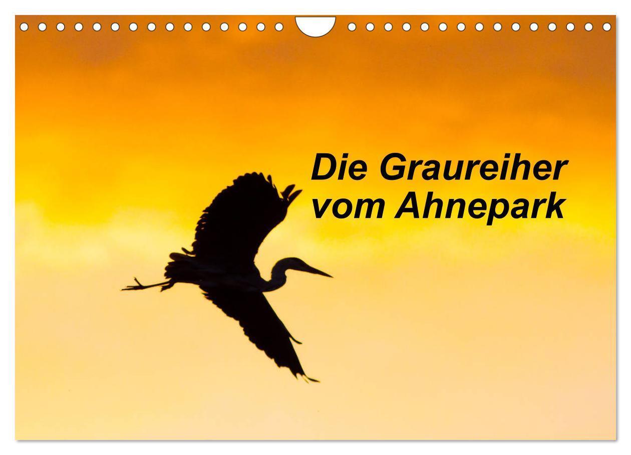 Die Graureiher vom Ahnepark (Wandkalender 2024 DIN A4 quer), CALVENDO Monatskalender
