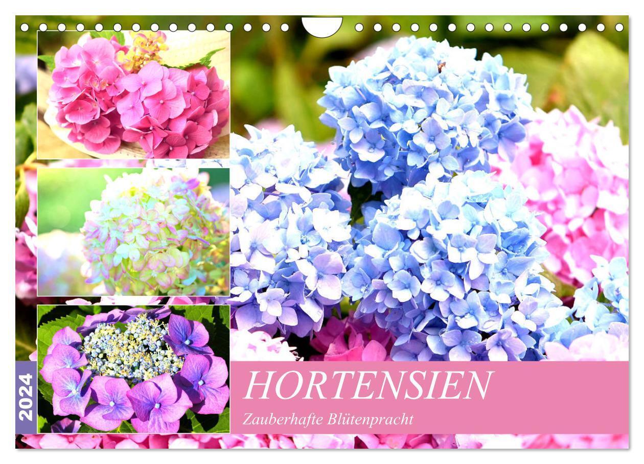Hortensien. Zauberhafte Blütenpracht (Wandkalender 2024 DIN A4 quer), CALVENDO Monatskalender