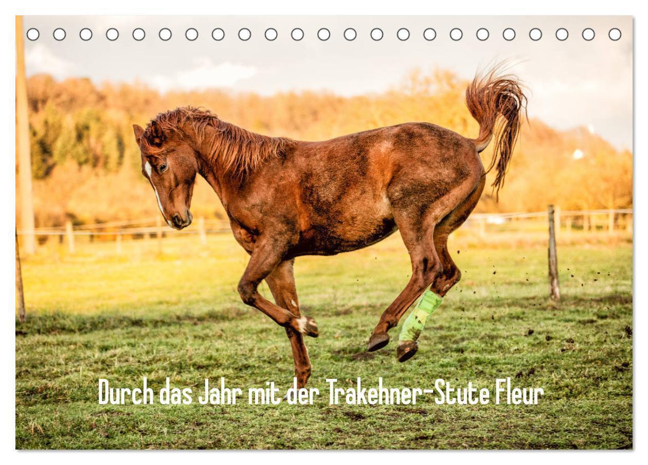 Durch das Jahr mit der Trakehner-Stute Fleur (Tischkalender 2024 DIN A5 quer), CALVENDO Monatskalender