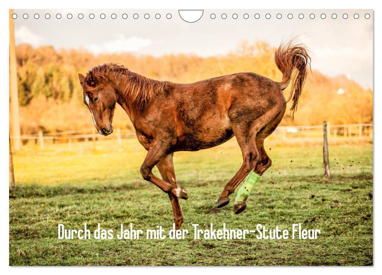 Durch das Jahr mit der Trakehner-Stute Fleur (Wandkalender 2024 DIN A4 quer), CALVENDO Monatskalender