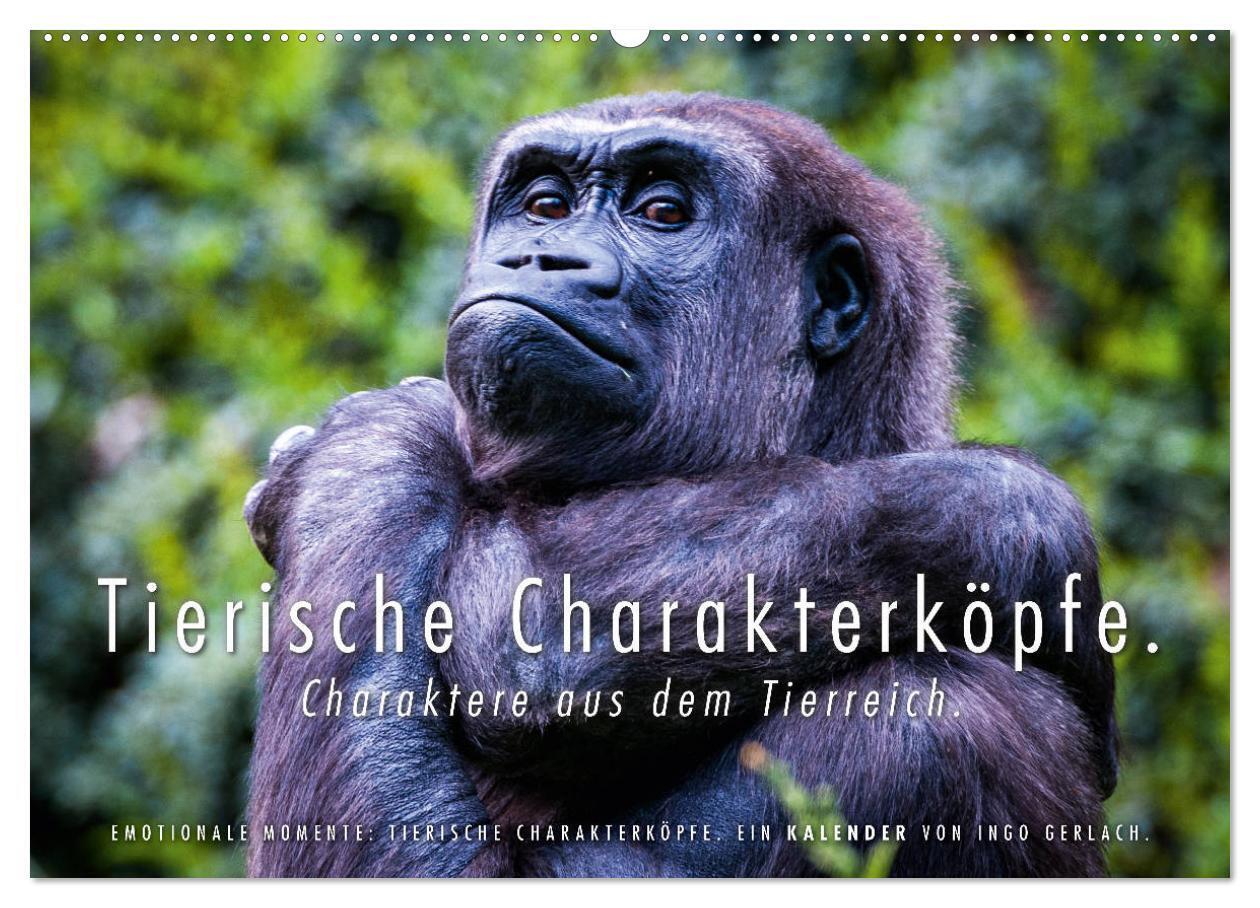 Tierische Charakterköpfe (Wandkalender 2024 DIN A2 quer), CALVENDO Monatskalender