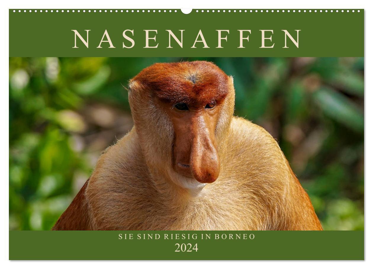 Nasenaffen von Borneo (Wandkalender 2024 DIN A2 quer), CALVENDO Monatskalender