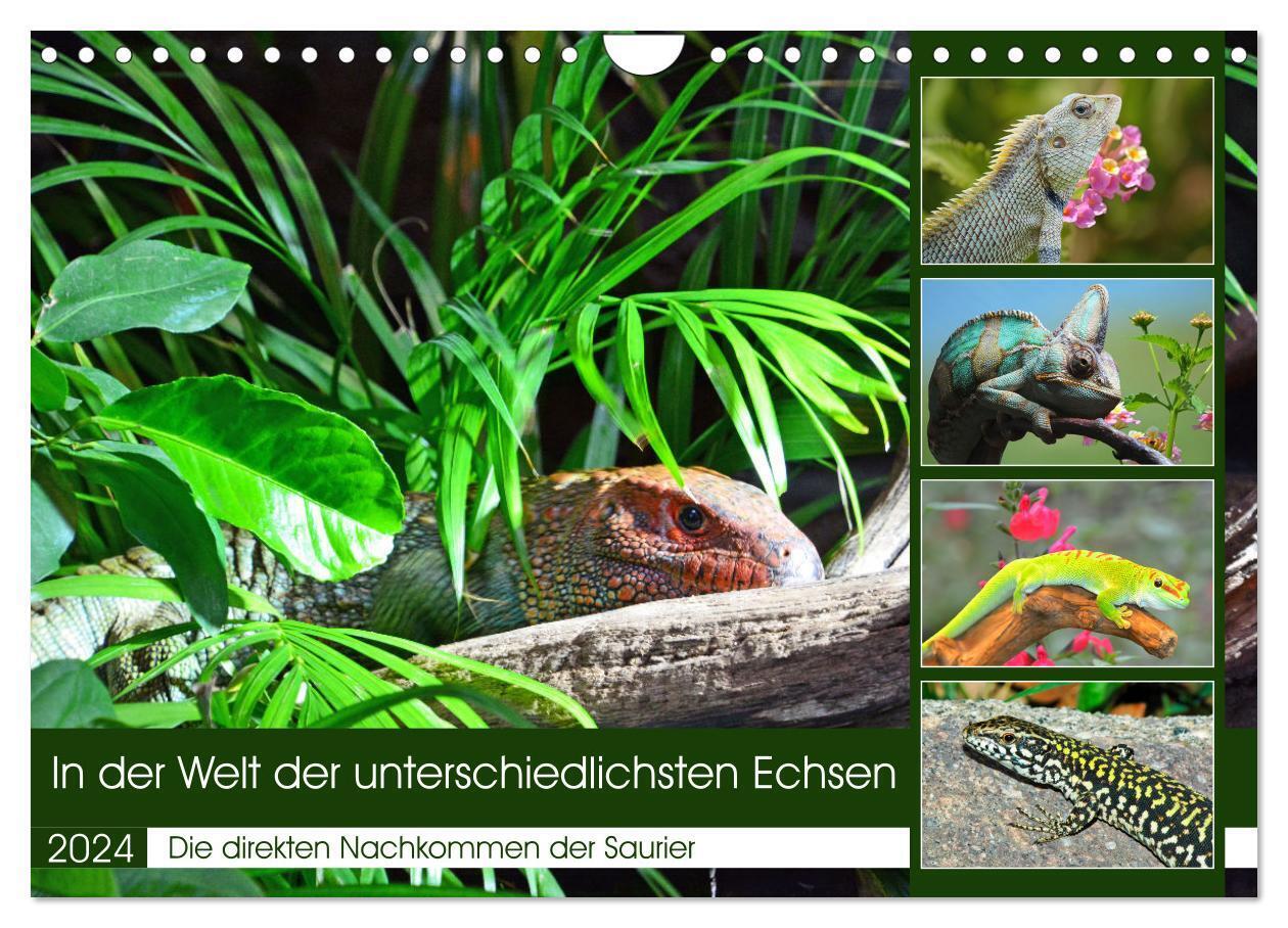 In der Welt der unterschiedlichsten Echsen (Wandkalender 2024 DIN A4 quer), CALVENDO Monatskalender