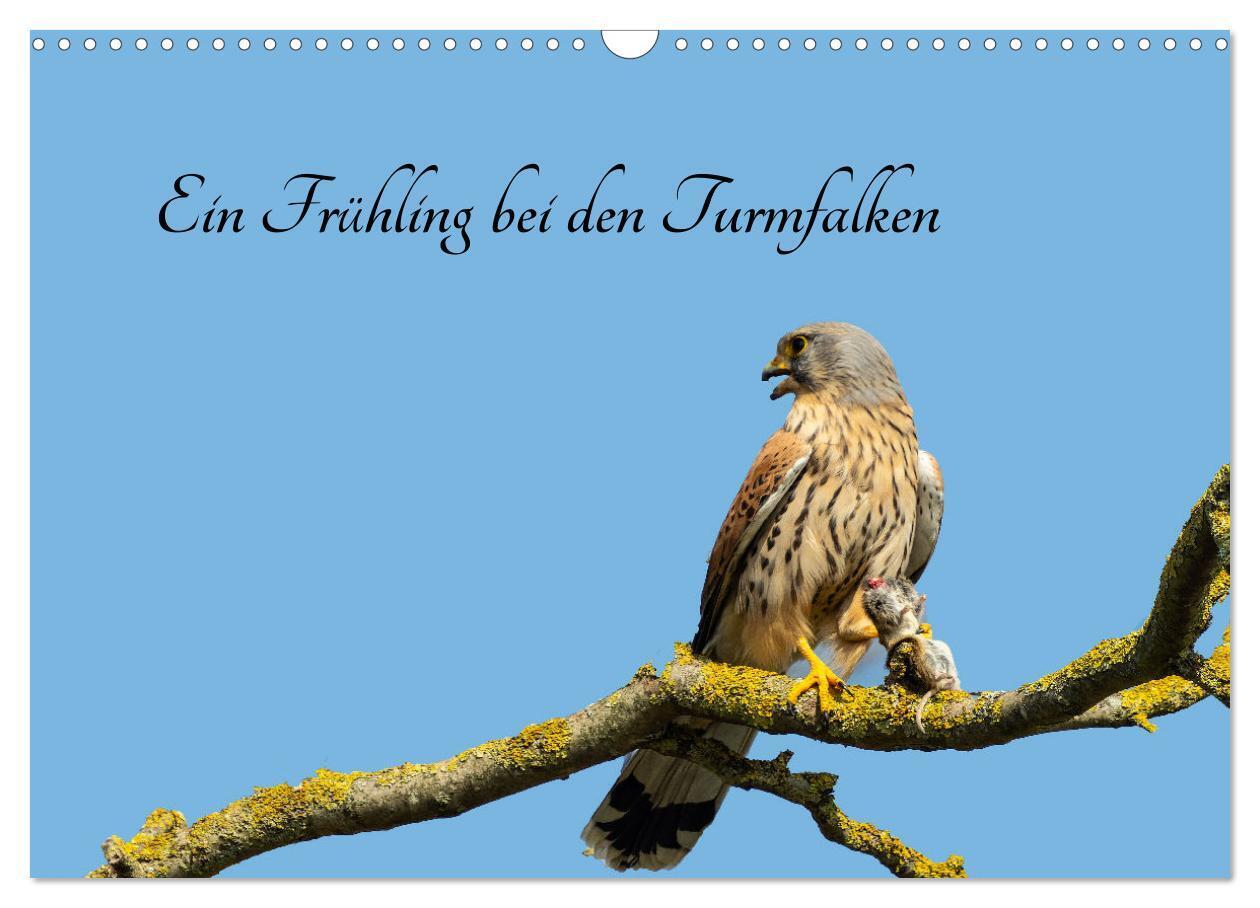 Ein Frühjahr bei den Turmfalken (Wandkalender 2024 DIN A3 quer), CALVENDO Monatskalender