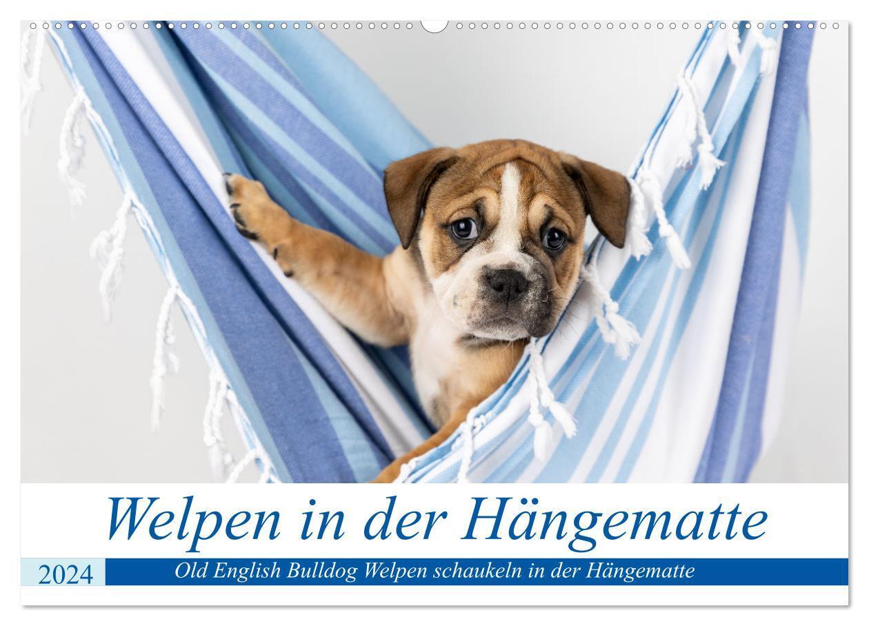 Welpen in der Hängematte (Wandkalender 2024 DIN A2 quer), CALVENDO Monatskalender