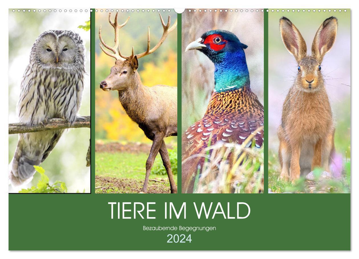 Tiere im Wald. Bezaubernde Begegnungen (Wandkalender 2024 DIN A2 quer), CALVENDO Monatskalender