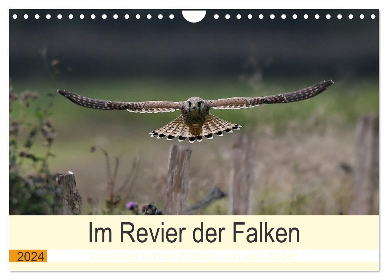 Im Revier der Falken (Wandkalender 2024 DIN A4 quer), CALVENDO Monatskalender