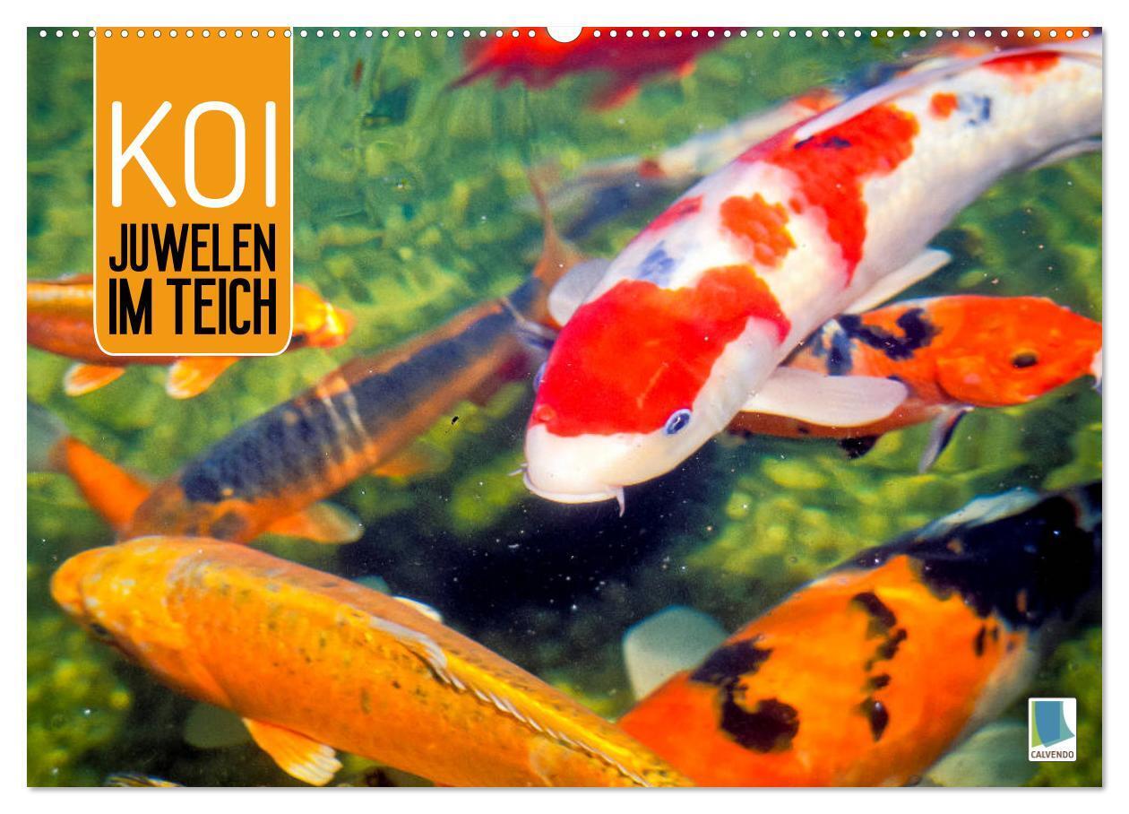 Koi: Juwelen im Teich (Wandkalender 2024 DIN A2 quer), CALVENDO Monatskalender