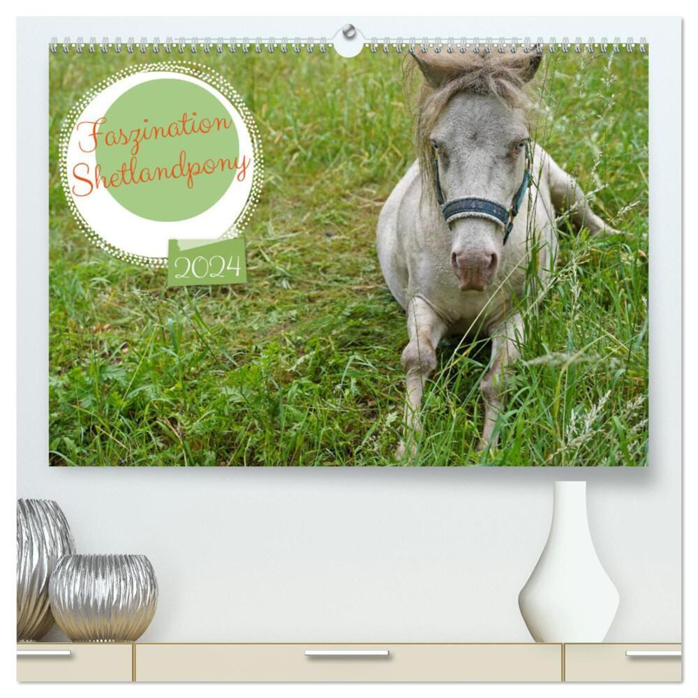 Faszination Shetlandpony (hochwertiger Premium Wandkalender 2024 DIN A2 quer), Kunstdruck in Hochglanz