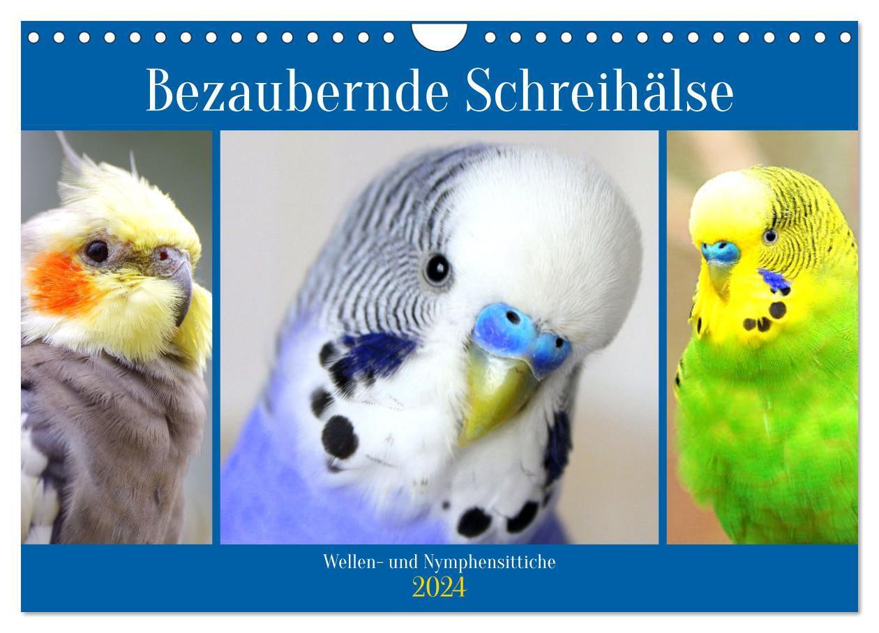 Bezaubernde Schreihälse. Wellen- und Nymphensittiche (Wandkalender 2024 DIN A4 quer), CALVENDO Monatskalender