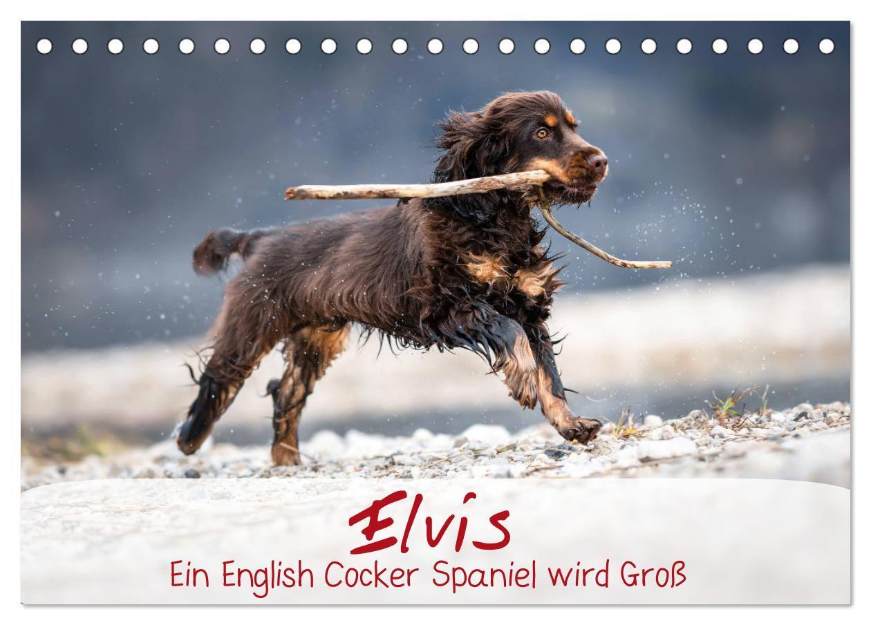 Elvis ein Engl. Cocker Spaniel wird Groß (Tischkalender 2024 DIN A5 quer), CALVENDO Monatskalender