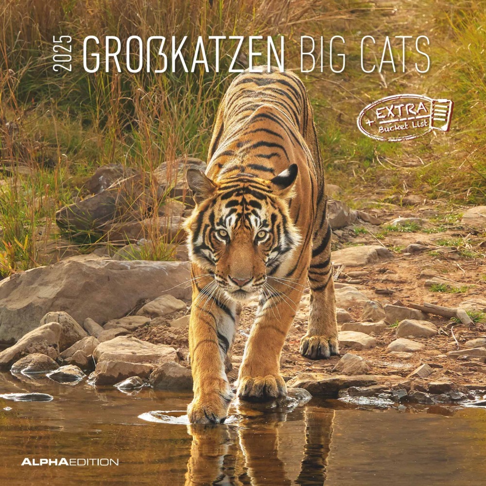 Alpha Edition - Großkatzen 2025 Broschürenkalender, 30x30cm, Wandkalender mit Platz für Notizen und Termine, Motive von Löwen, Tigern und Co., Monatsübersicht und Ferientermine DE/AT/CH