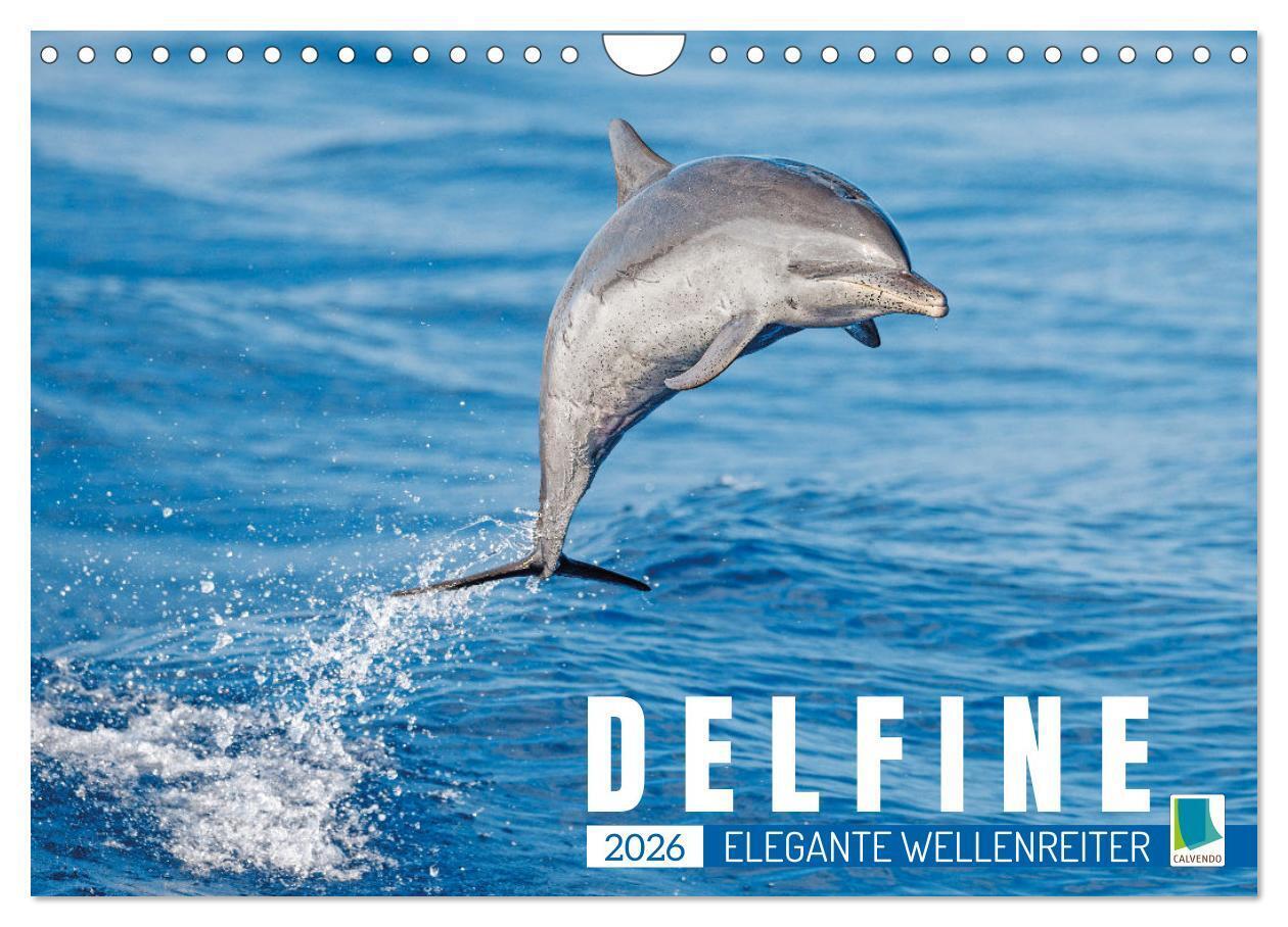 Delfine: Elegante Wellenreiter (Wandkalender 2026 DIN A4 quer), CALVENDO Monatskalender
