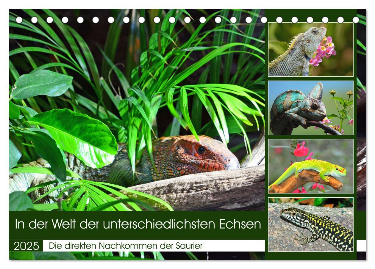 In der Welt der unterschiedlichsten Echsen (Tischkalender 2025 DIN A5 quer), CALVENDO Monatskalender