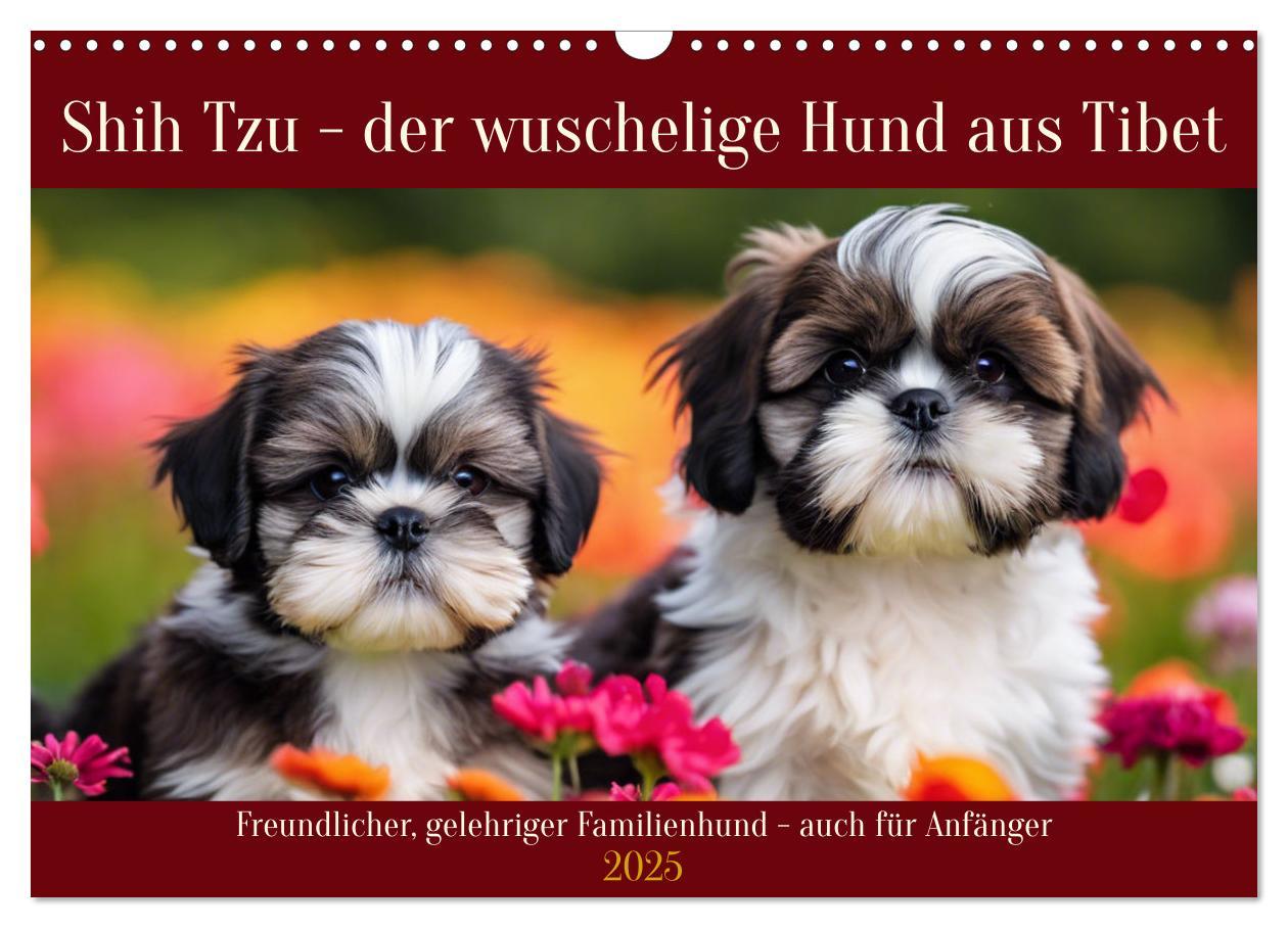 Shih Tzu - der wuschelige Hund aus Tibet (Wandkalender 2025 DIN A3 quer), CALVENDO Monatskalender