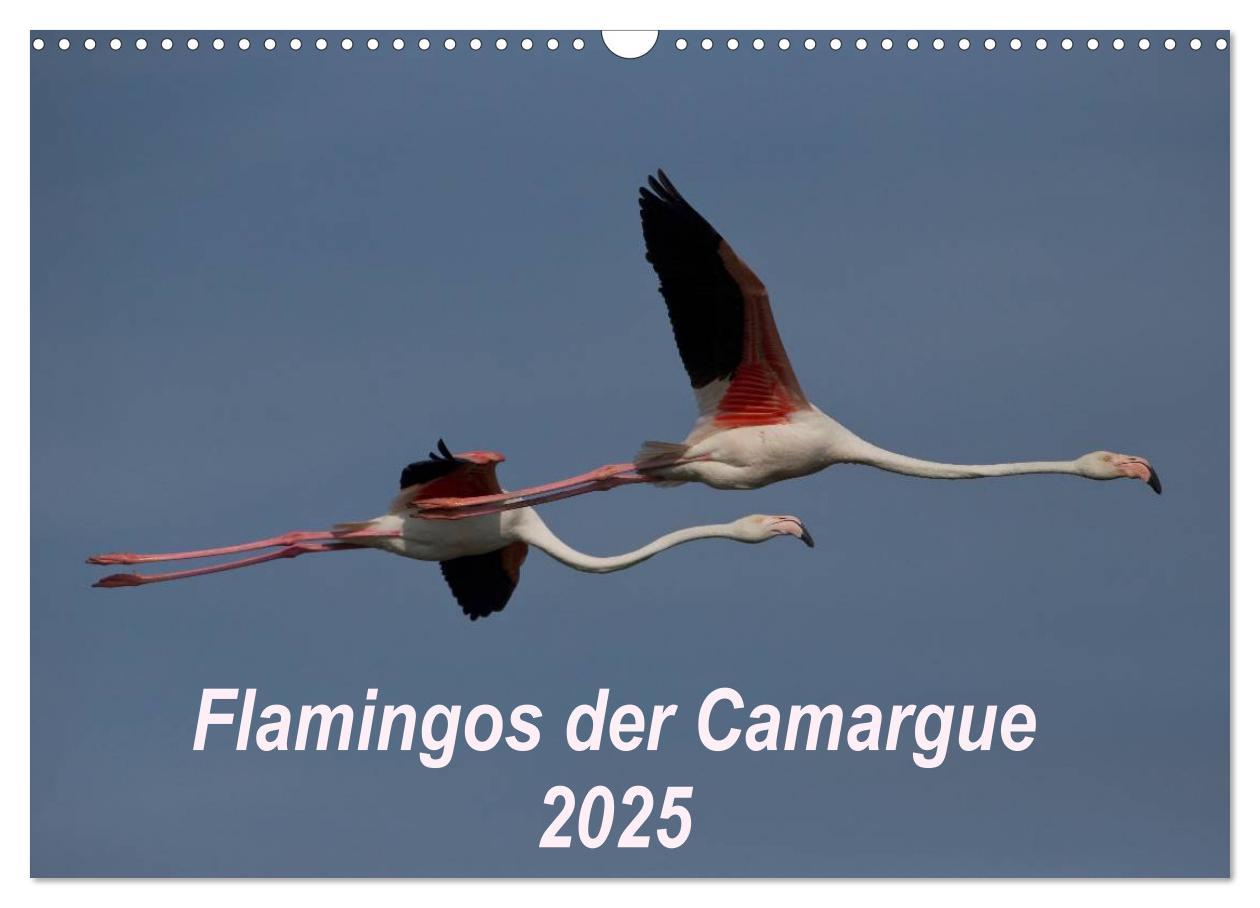 Flamingos der Camargue 2025 (Wandkalender 2025 DIN A3 quer), CALVENDO Monatskalender