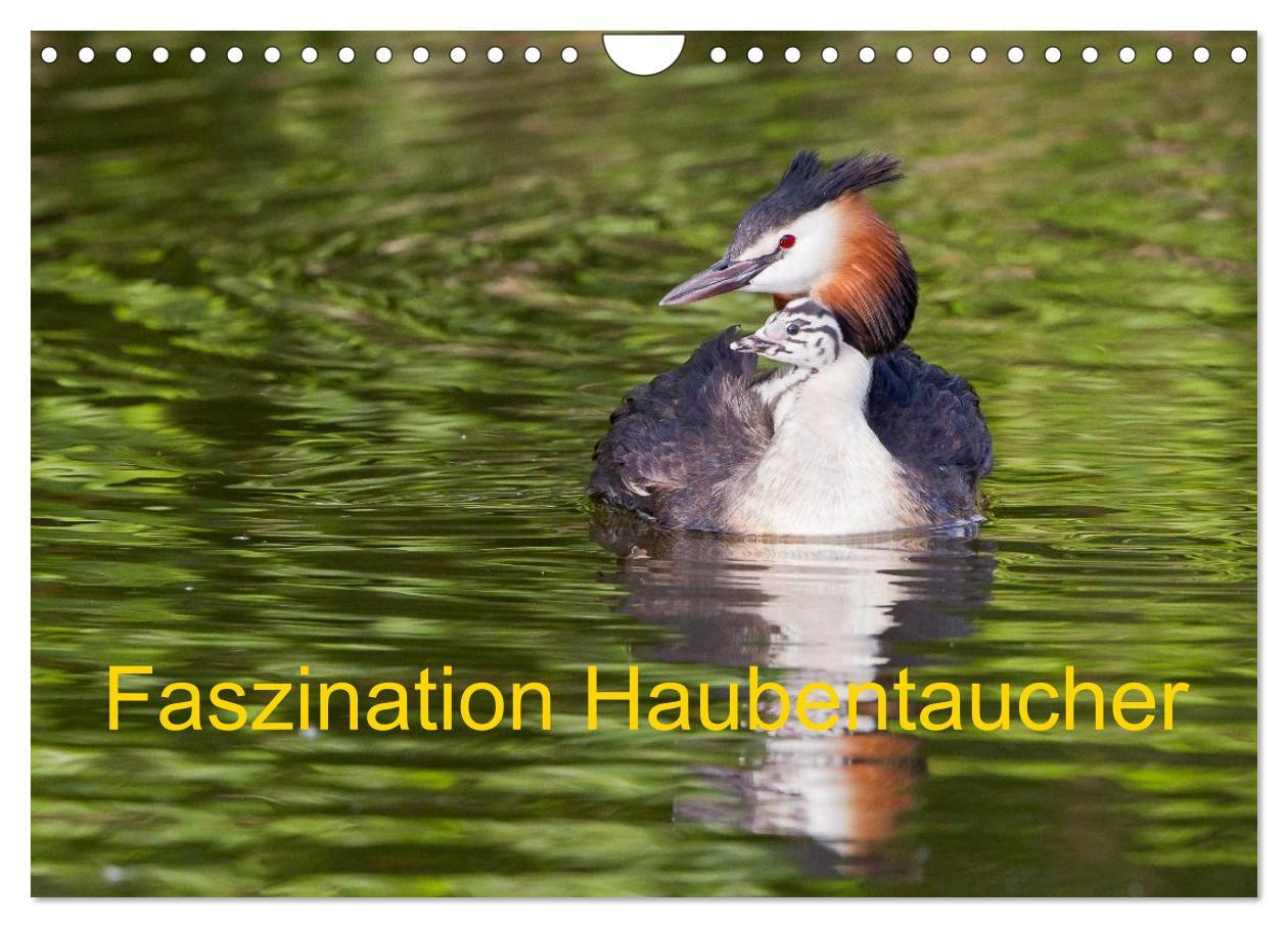 Faszination Haubentaucher (Wandkalender 2025 DIN A4 quer), CALVENDO Monatskalender