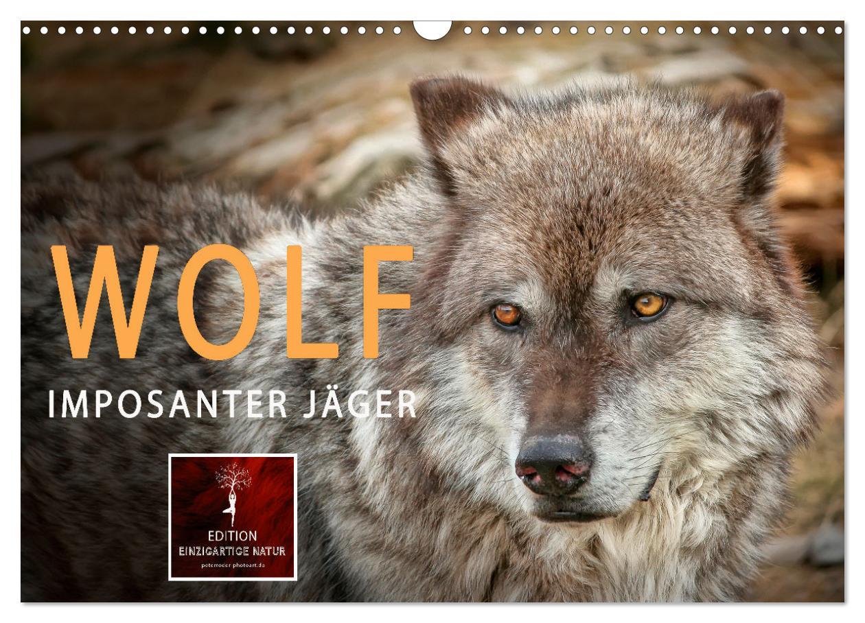 Wolf - Imposanter Jäger (Wandkalender 2025 DIN A3 quer), CALVENDO Monatskalender
