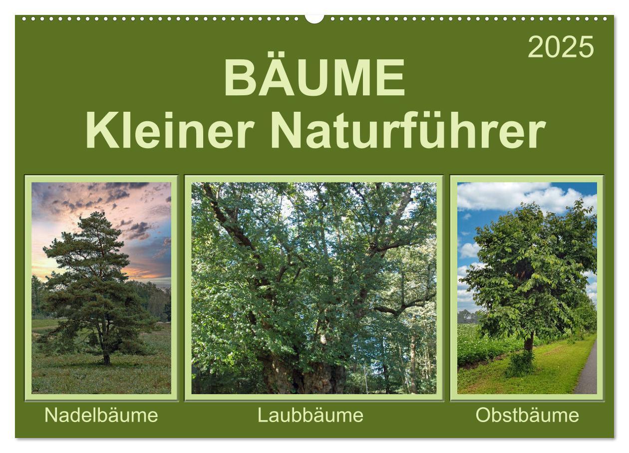 Bäume Kleiner Naturführer (Wandkalender 2025 DIN A2 quer), CALVENDO Monatskalender
