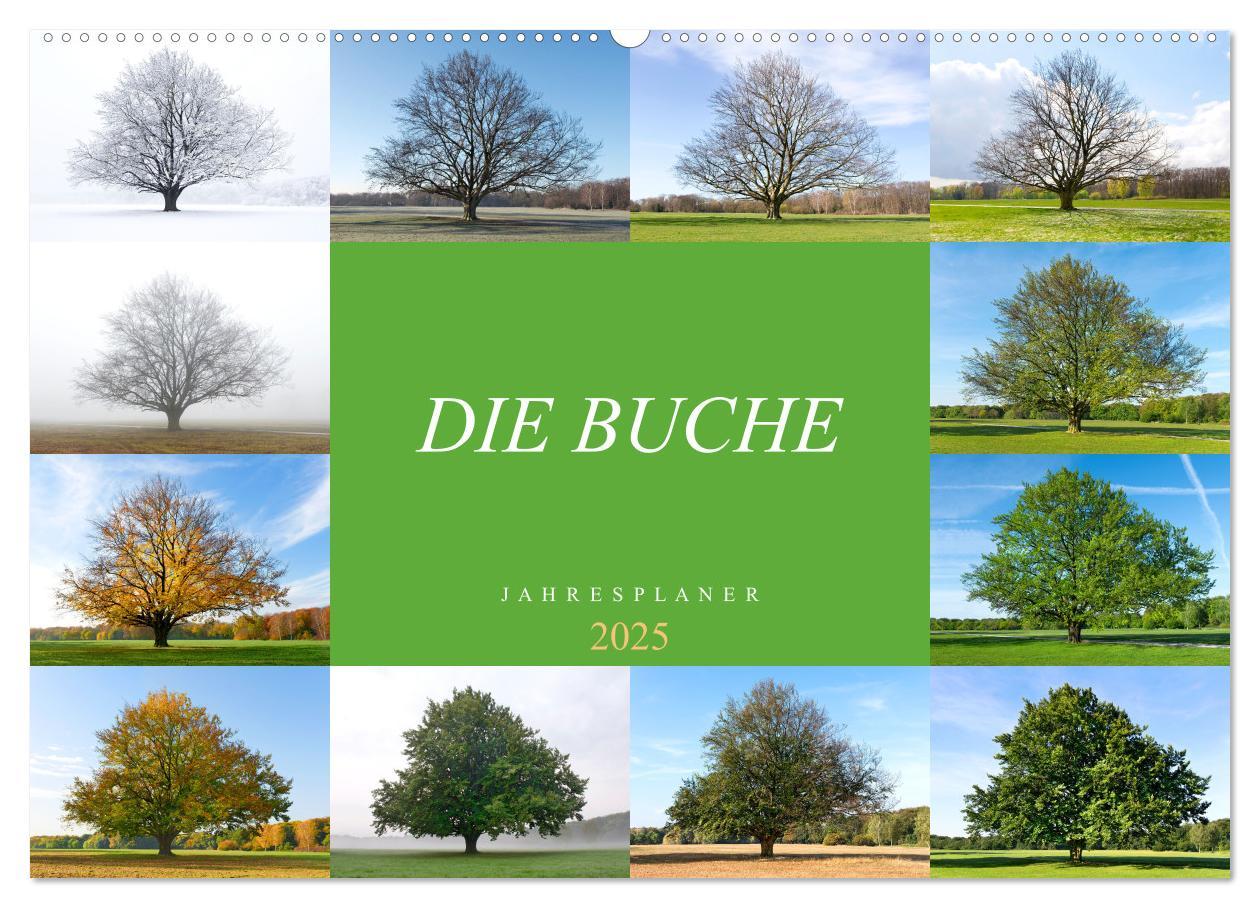 Die Buche: Jahresplaner 2025 (Wandkalender 2025 DIN A2 quer), CALVENDO Monatskalender