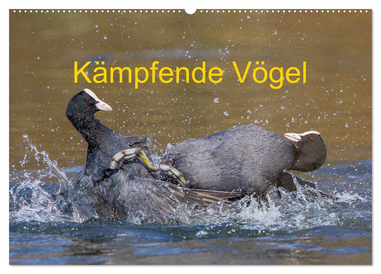 Kämpfende Vögel (Wandkalender 2025 DIN A2 quer), CALVENDO Monatskalender